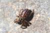 Euophrys sp.